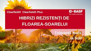 3 Caracteristici IMPORTANTE ale Hibrizilor de FloareaSoarelui [upl. by Ramu]