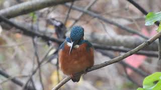 A quick sighting of the Regents Canal kingfisher cheered me up no end this lunchtime [upl. by Jennilee]