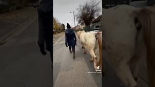 Partie 1  vlog sous la pluie 🌧️ cheval chevaux equitation vlog g [upl. by Ilhsa155]