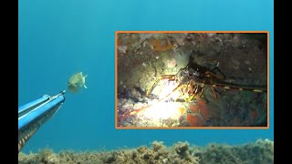 Pesca sub Spigola allimprovviso e aragosta Pesca nel bassofondo Spearfishing video fishing [upl. by Attej423]