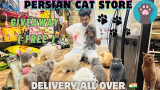 😱Free Persian Cat  😻Persian Cat Store  All over 🇮🇳 Delivery  Giveaway  Well trained petshop [upl. by Ignatzia]