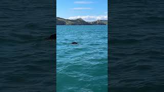 Coromandel Seal enjoying life coromandal newzealand fishing [upl. by Waverly282]