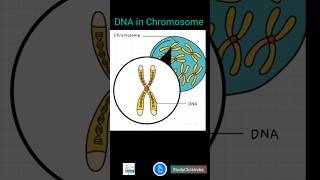 Chromosome DNA and Genes Quick Overview shorts [upl. by Jaenicke]