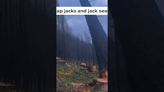 Slap jacks and jack seatstree treework cuttingtrees chaisaw [upl. by Ahcsas203]