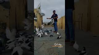 Sunday evening pigeon shorts racingpigeons reels [upl. by Hanauq]