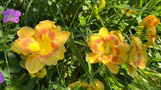 How to Plant amp Grow Bare Root Daylilies [upl. by Droflim609]