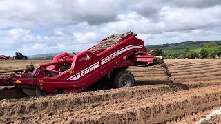 MF 6490 destoning for potatoes in Northern Ireland [upl. by Gombosi]