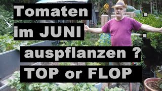 Tomaten Ende JUNI auspflanzen TOP oder FLOP [upl. by Yelekalb630]