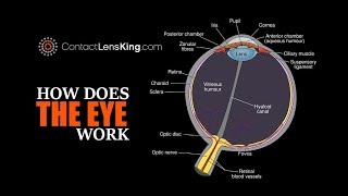 Eye Anatomy Parts of the Eye [upl. by Atiran]