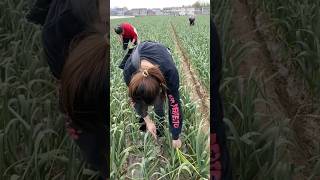 The Way to Harvest Garlic Stem with Interesting Sound satisfying RomFarm [upl. by Cordelia285]