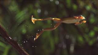 The Art of Frog Jumpingin SlowMotion [upl. by Teresita]