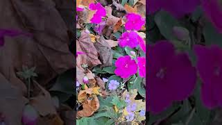 Beautiful walleriana flowersnature and autumn leaves music 🌸🍂🍁🧡🩷💚 [upl. by Nalliuq]