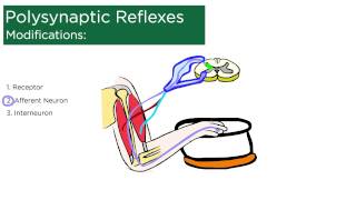 Polysynaptic Reflexes [upl. by Ramburt]