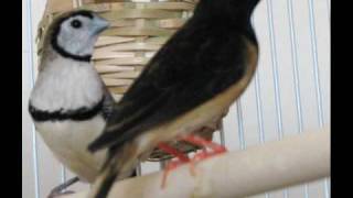 Strawtailed Whydah singing  audio from my pet bird [upl. by Thompson]