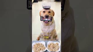 Poor Dog Drops Phone And Sauce shortsvideo [upl. by Llebiram]