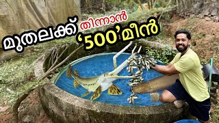 I bought 500 fishes to FEED my fish 🔥  എന്നാലും ഇങ്ങനെ ആകും എന്ന് കരുതിയില്ല  Fishing freaks [upl. by Ramonda]