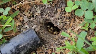 MASSIVE Subterranean Yellow Jacket Nest Removed From Clients Yard Wasp Nest Removal [upl. by Celestina]