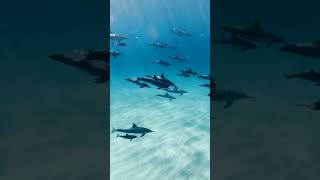 Sounds of Dolphins Swimming Underwater in Crystal Clear Ocean Reef dolphin underwater animals [upl. by Dieter955]