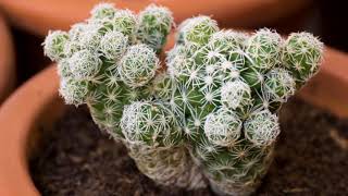 Beautiful Thimble Cactus Latest Collection [upl. by Brad]