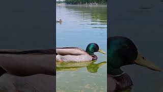 duck water enjoy Ment and kids [upl. by Nooj]