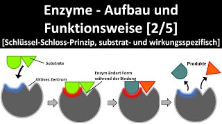 Enzyme  Aufbau und Wirkungsweise SchlüsselSchlossPrinzip Substrat u Wirkungsspezifität 25 [upl. by Latreshia]