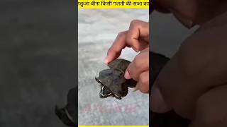 शुक्र है की इस कछुआ की जान बच गई।👍🥰turtle vairal shorts youtube video [upl. by Enael]