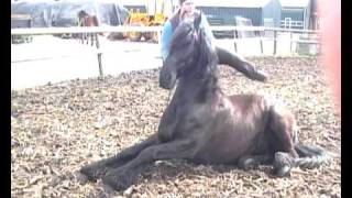 three ways to mount your horse bareback [upl. by Yentruocal]