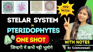 Stelar System in Pteridophyta 💯🔥stele and its typestelar systembsc 2nd semester botany paper [upl. by Aticilef]