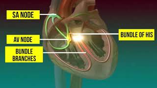 ORIGIN AND CONDUCTION OF HEART BEAT [upl. by Garrard]