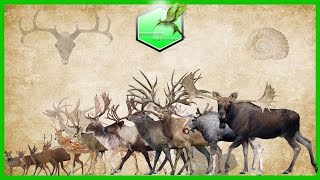 Deer Size Comparison LİVİNG EXTİNCT [upl. by Lorena]