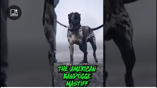 THE AMERICAN BANDOGGE MASTIFF [upl. by Ennirak]