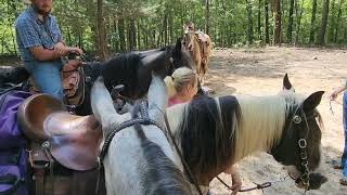 partial video of Tex dappled buckskin Tennessee walker for sale [upl. by Sauer972]