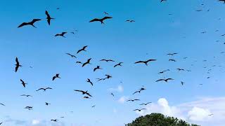 Frigate Bird Sanctuary Barbuda [upl. by Fiden]