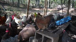 Hens need treats I empty the fridge [upl. by Jowett]