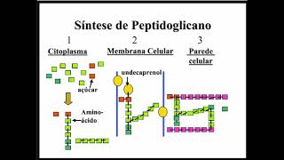 Aprenda Plugado  BACTERIOLOGIA  Aula 04 Slide 20  Síntese de Peptidoglicano [upl. by Mcwherter294]