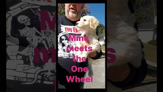 Minagoldendoodle meets the One Wheel 🐶🐶🐶🐶 [upl. by Joline]