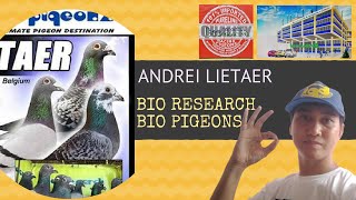 History of Andrei Lietaer  Racing Pigeon Series ft Bio Research Bio Pigeons [upl. by Lucchesi]