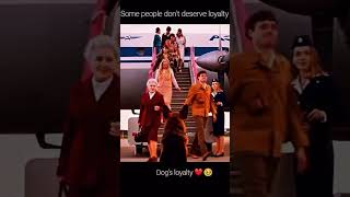 Some people don’t deserve loyalty dog germanshepherd love shorts shortvideo like [upl. by Ahsratal]