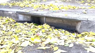 SLO County encouraging residents to keep storm drains clear by disposing of leaf piles [upl. by Claribel]