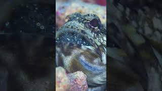 Dusky jawfish carrying eggs [upl. by Anaylil]