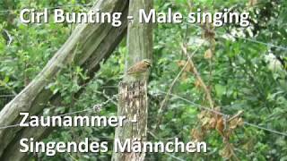 Zaunammer mit Gesang  Cirl Bunting singing Emberiza cirlus [upl. by Ailegra]