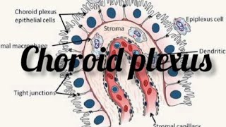 choroid plexus anatomy physiology physio drnajeeblectures drnajeeb viralvideo trending [upl. by Zsuedat270]