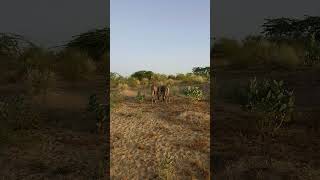 Donkeys are walking togetherquot [upl. by Havelock999]