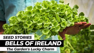 SEED STORIES  Bells of Ireland The Gardens Lucky Charm [upl. by Birdella567]