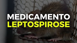 Remédio para Leptospirose  Qual antibiótico para leptospirose MEDICAMENTO PARA LEPTOSPIROSE [upl. by Cobbie874]