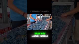 ¡El Impactante Método Tradicional de Hacer Vino que Te Sorprenderá [upl. by Woodall523]