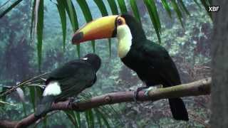 Toco Toucan Ramphastos toco HD [upl. by Dez]