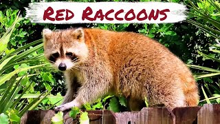 Red Raccoons [upl. by Aimet]