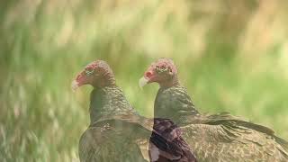 Urubu a tête rouge turkey culture cathartes aura Everglades Floride avril 2014 [upl. by Llenrrad]