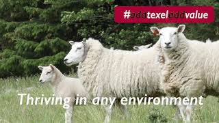 Texel Sheep [upl. by Tteltrab273]